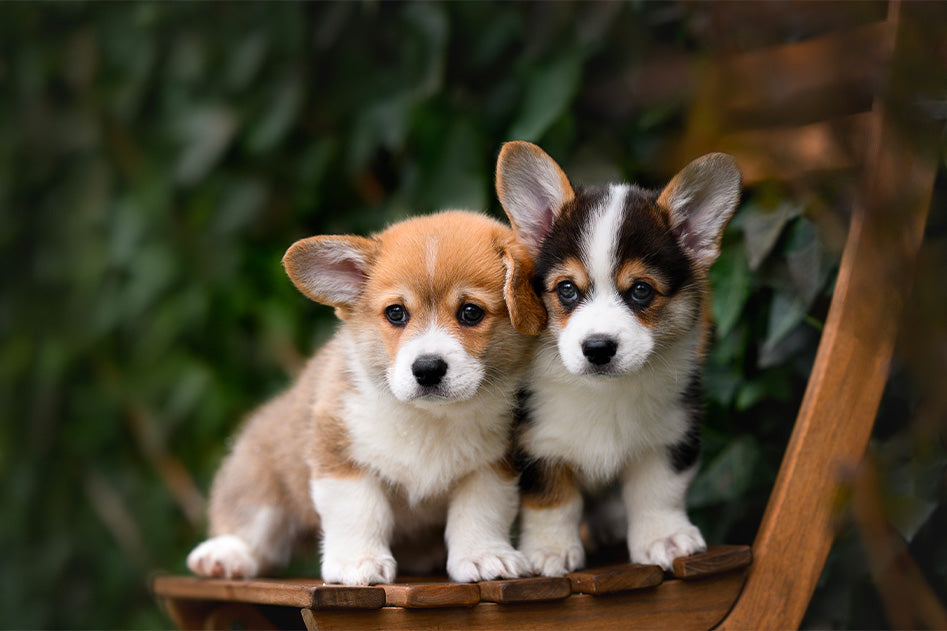 Cucciolo e cute delicata